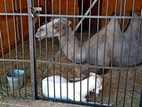 Животные в Самарском зоопарке