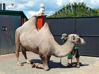 Животные в Самарском зоопарке
