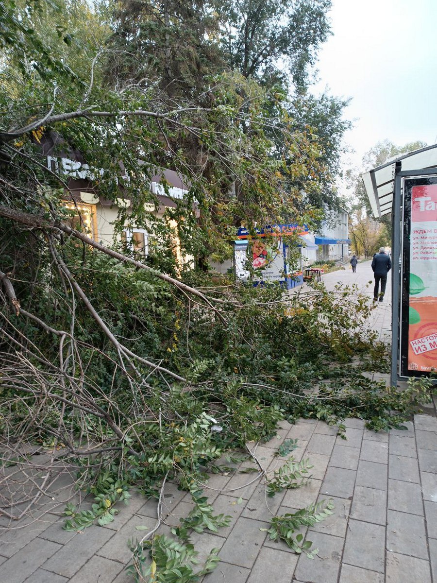 Рядом с остановкой на улице Мичурина упало дерево