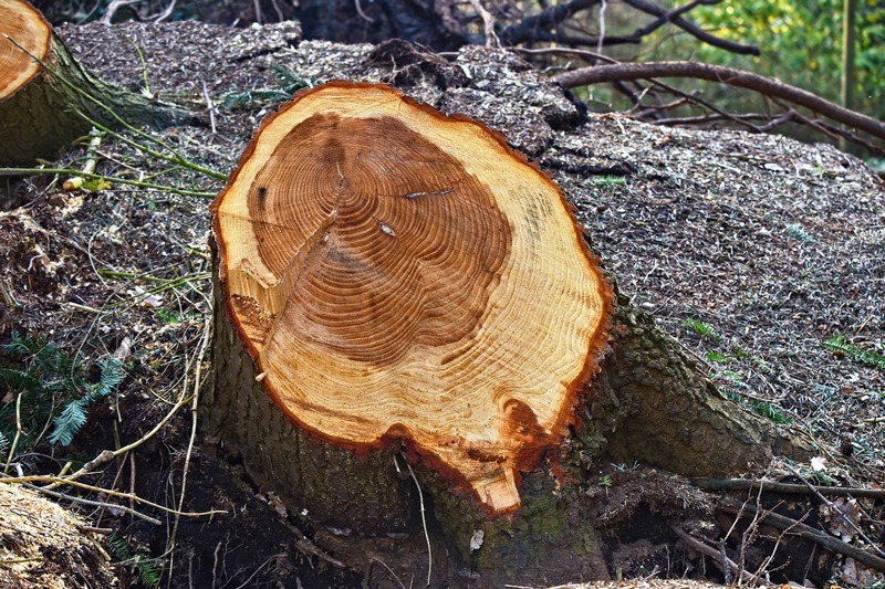 Жителя города Кинель будут судить за незаконную вырубку дерева в лесу
