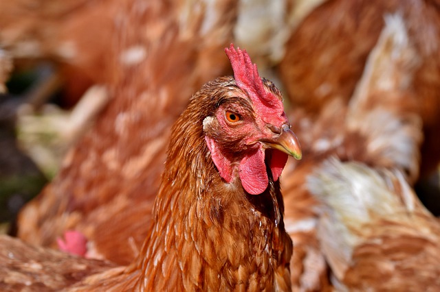 Россельхознадзор запретил поставки мяса птицы из Карагандинской области Казахстана из-за болезни Ньюкасла