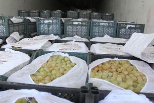 Самарские таможенники отправили назад 20 тонн винограда неизвестного происхождения