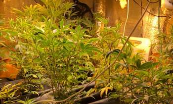В квартире самарца полицейские изъяли более 20 кустов наркосодержащего растения