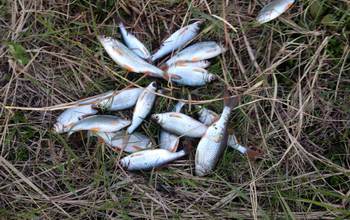 В Новокуйбышевске и Приволжье задержаны рыбаки осуществлявшие незаконный вылов рыбы