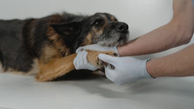 В Самарской области на Всероссийском конкурсе выбрали лучшего ветеринарного фельдшера страны