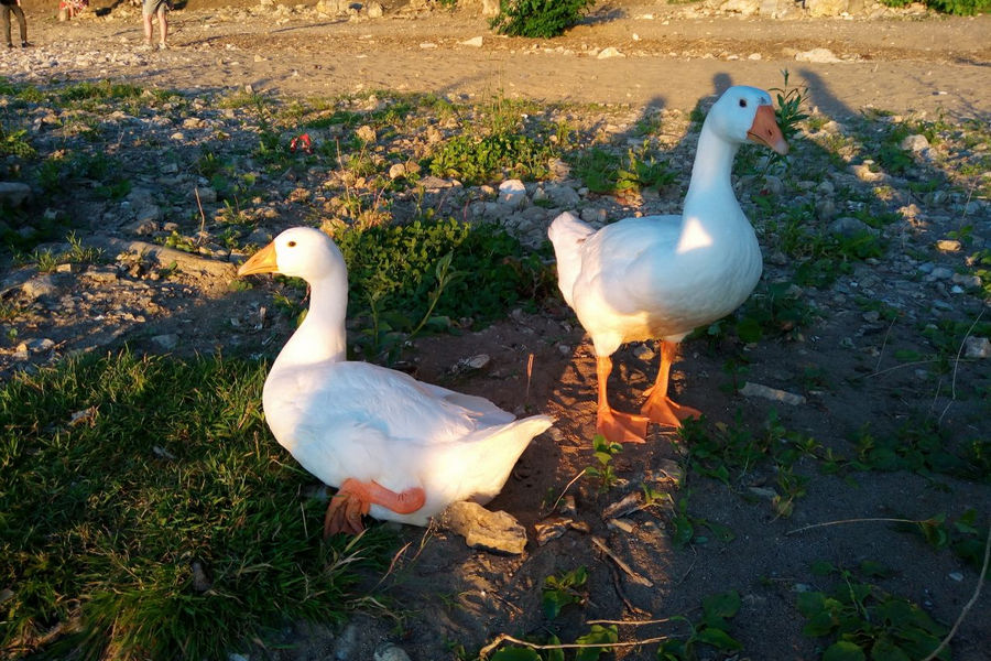В Самаре на набережной у Ладьи была замечена пара белокрылых гусей