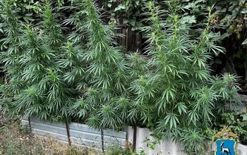 Сызранскими полицейскими задержан житель, который культивировал наркотикосодержащие растения