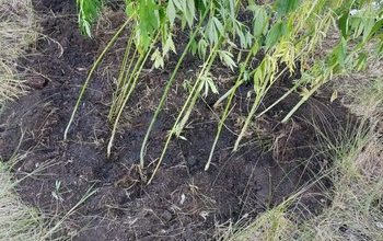 Возбуждено уголовное дело в отношении жителя Волжского района, который выращивал коноплю