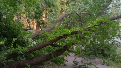 Фотофакт: в Самаре дерево рухнуло прямо на тротуар
